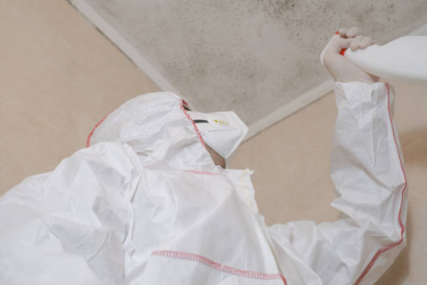 Best Mold Damage Repair  in Boynton Beach, FL