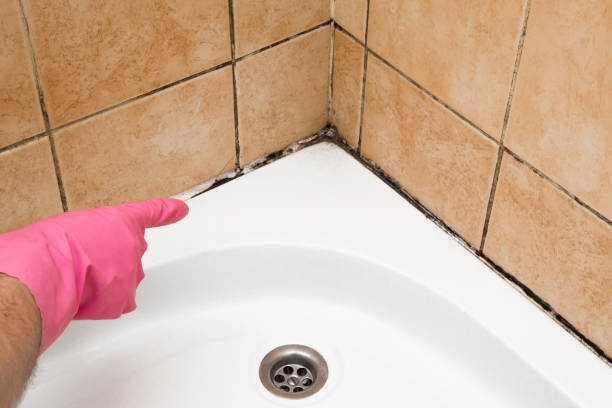 Professional Mold Removal in Boynton Beach, FL